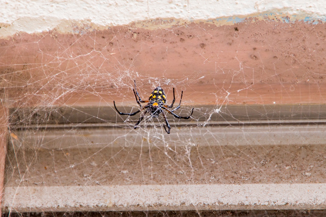 aranha preta e amarela em uma teia no rio de janeiro.