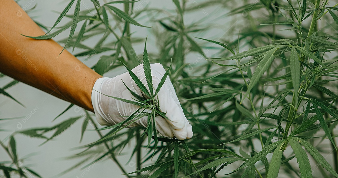 O cientista especialista com luvas verificando plantas de cannabis