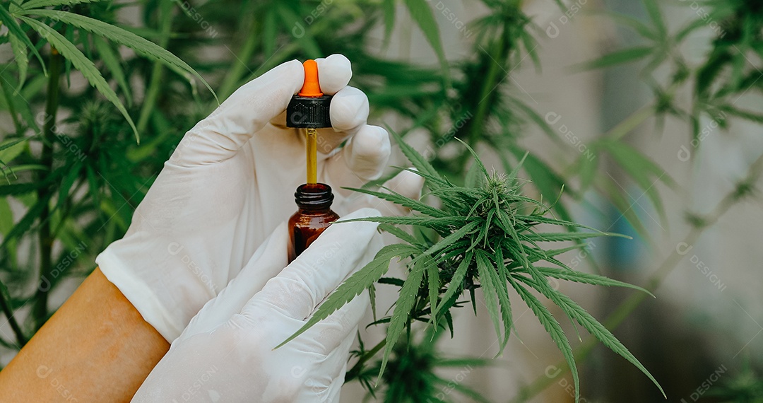 O especialista segurando uma garrafa de óleo de cânhamo CBD, doutor em óleo de cânhamo