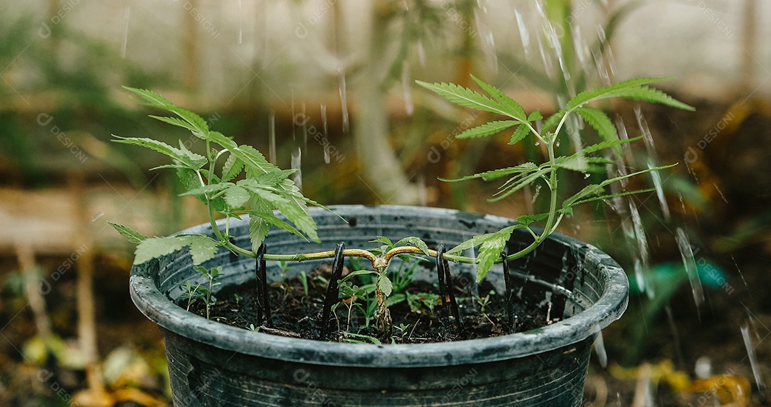 Plantas de cannabis em uma estufa. Conceito de alternativa à base de plantas