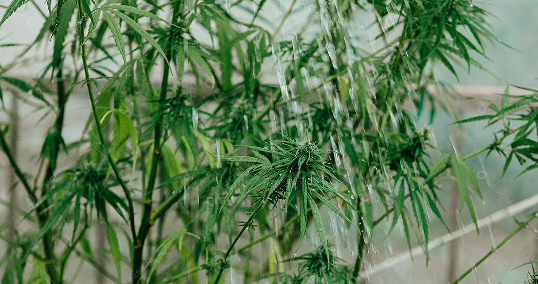 Plantas de cannabis em uma estufa. Conceito de alternativa à base de plantas