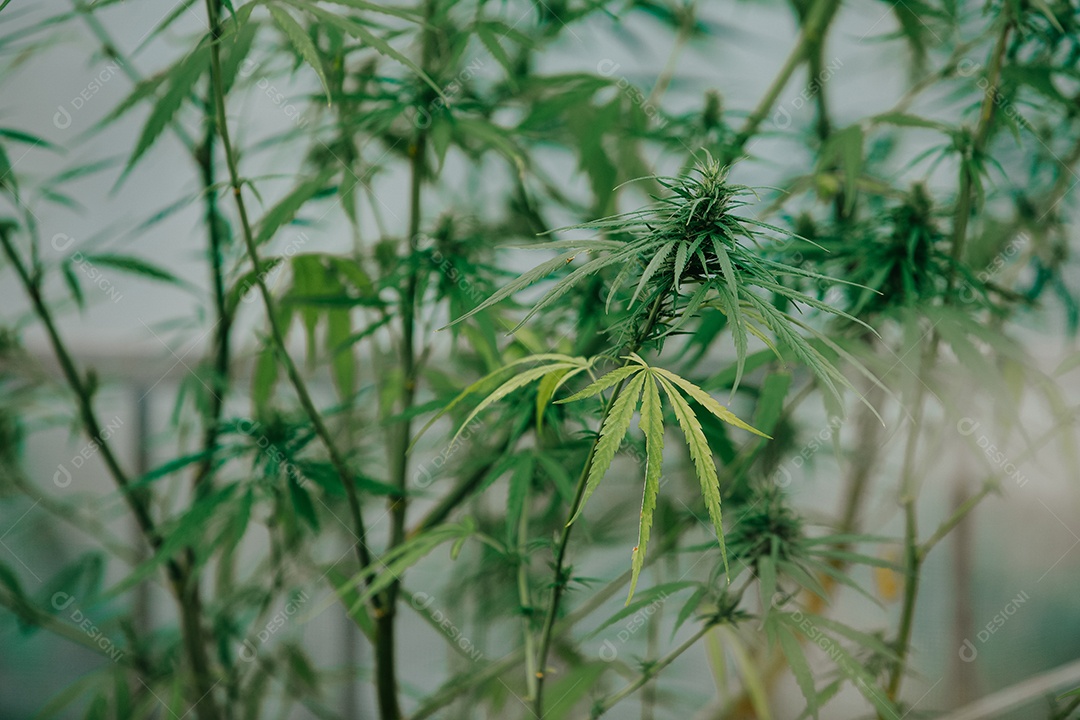 Plantas de cannabis em uma estufa. Conceito de alternativa à base de plantas