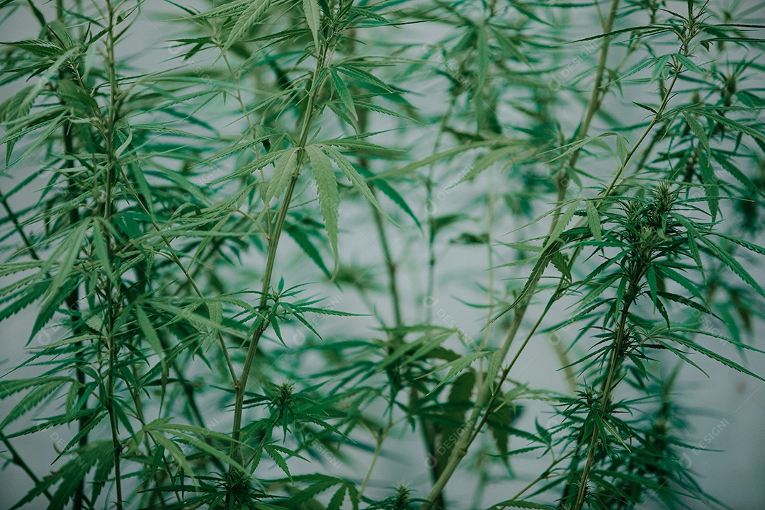 Plantas de cannabis em uma estufa. Conceito de alternativa à base de plantas