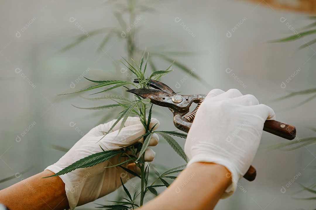 Plantas de cannabis em uma estufa. Conceito de alternativa à base de plantas