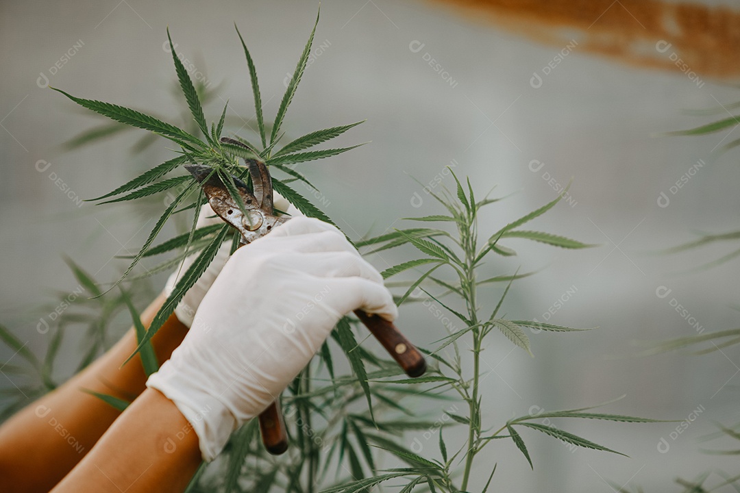 O cientista especialista com luvas podando plantas de cannabis