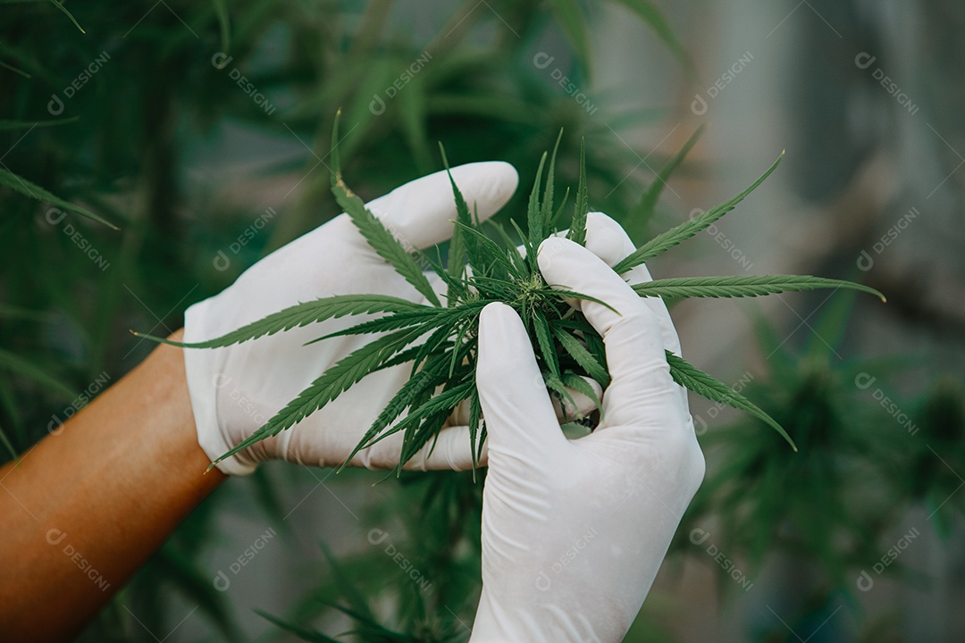 O cientista especialista com luvas verificando plantas de cannabis