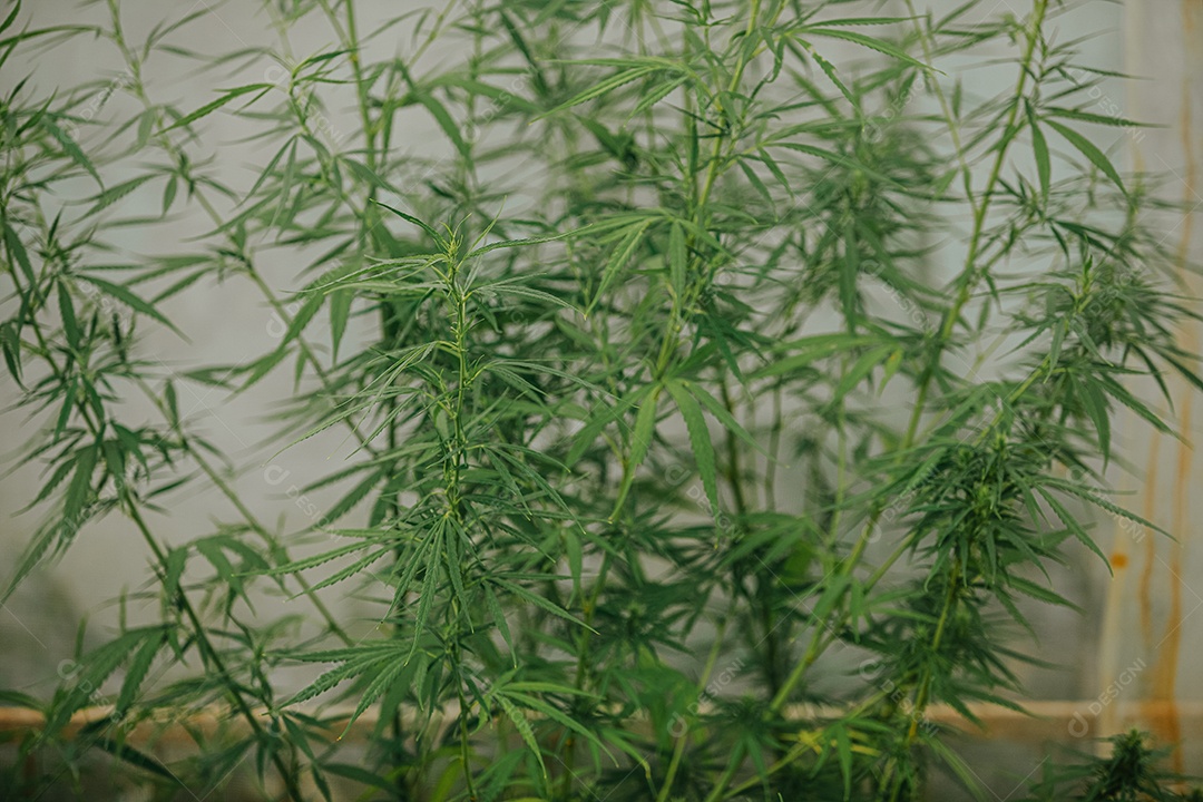 Plantas de cannabis em uma estufa. Conceito de alternativa à base de plantas