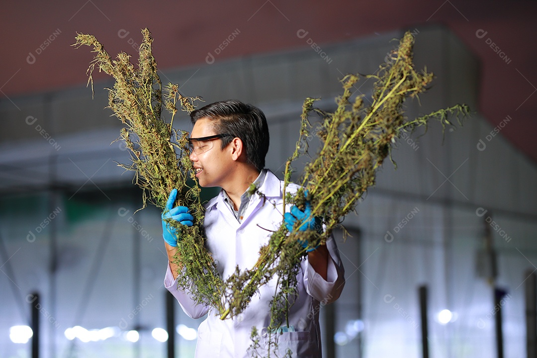 Cientista analisando cannabis