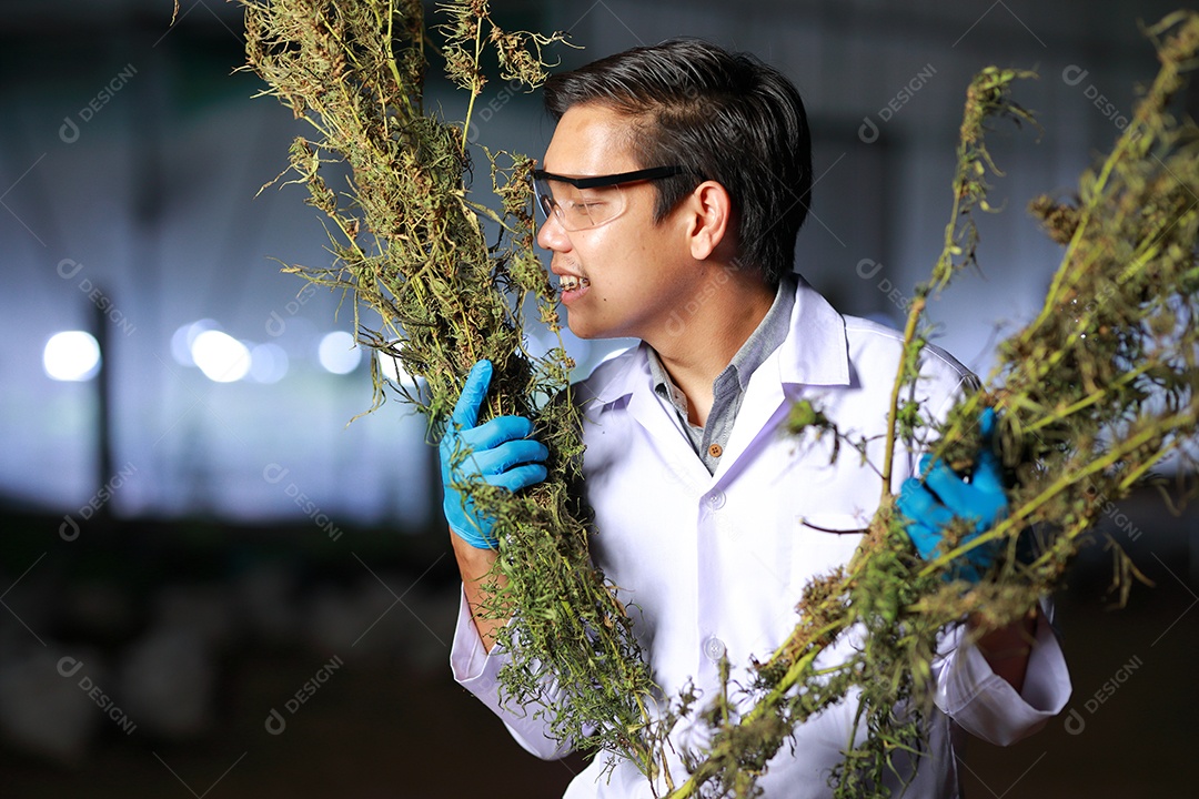 Cientista analisando cannabis
