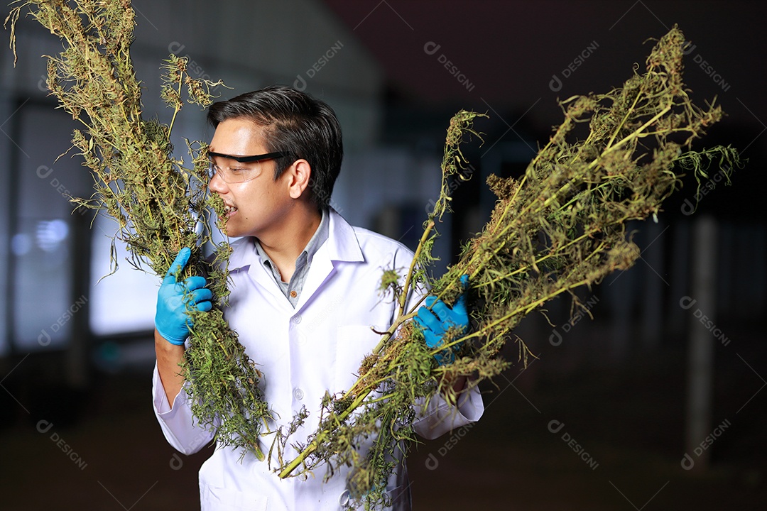 Cientista analisando cannabis