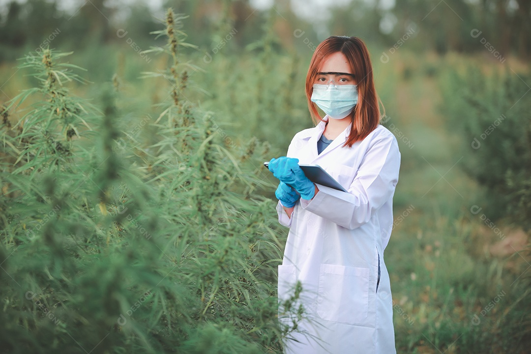 Cientista analisando cannabis