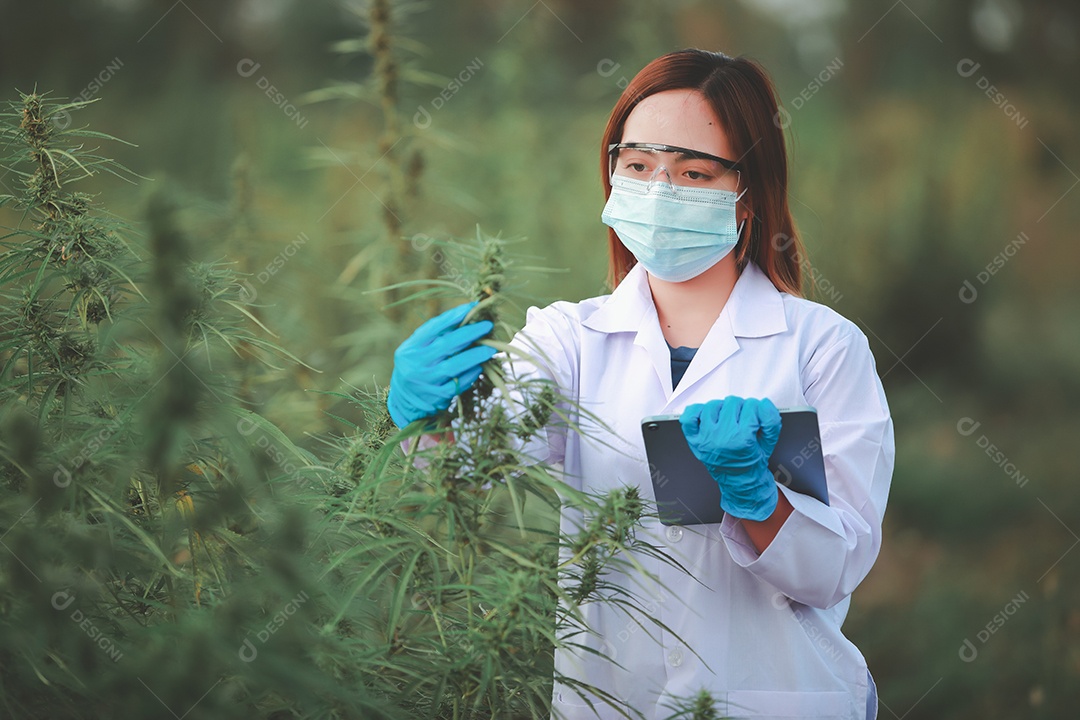 Cientista analisando cannabis