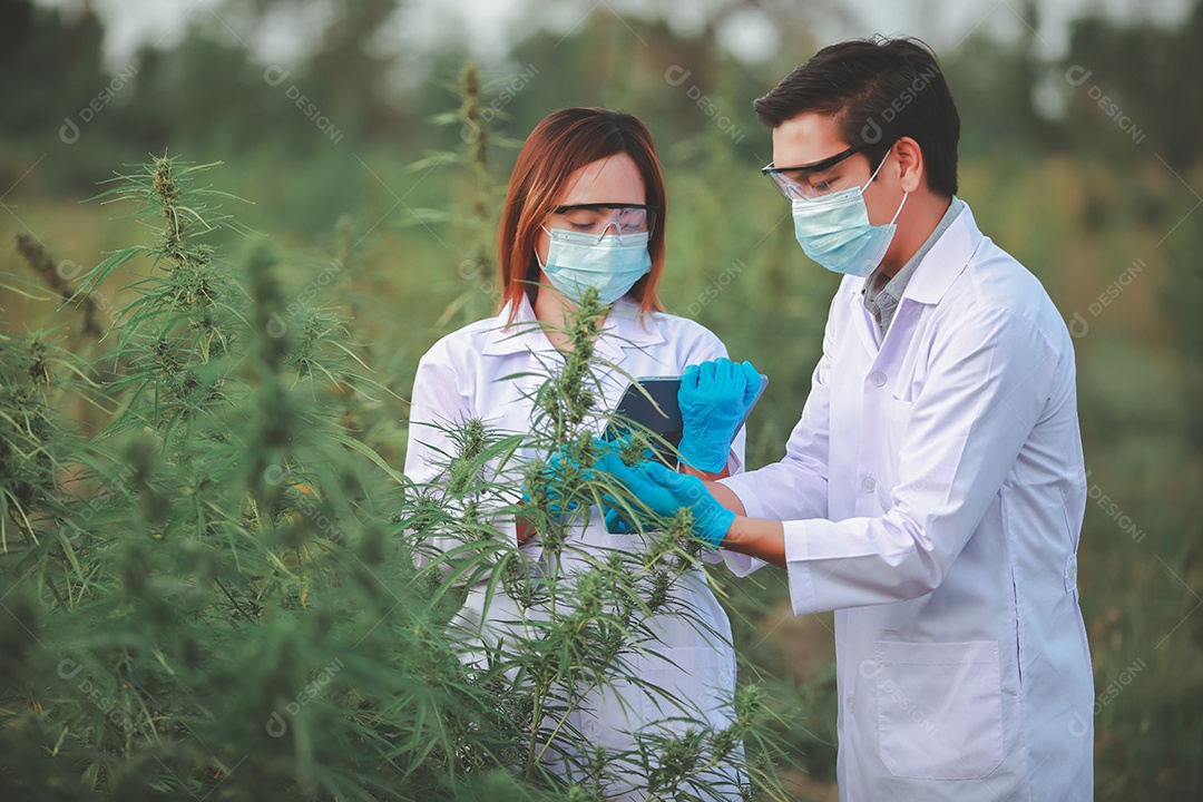 Cientista analisando cannabis