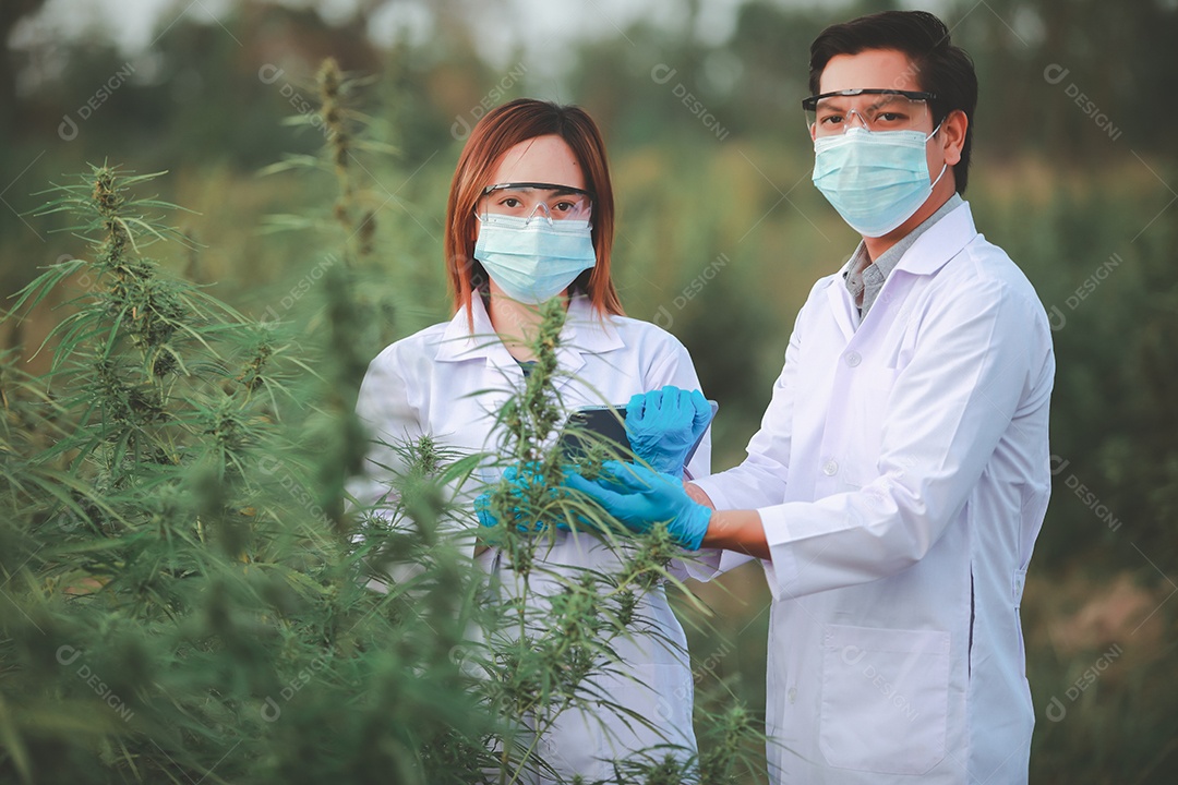 Cientista analisando cannabis