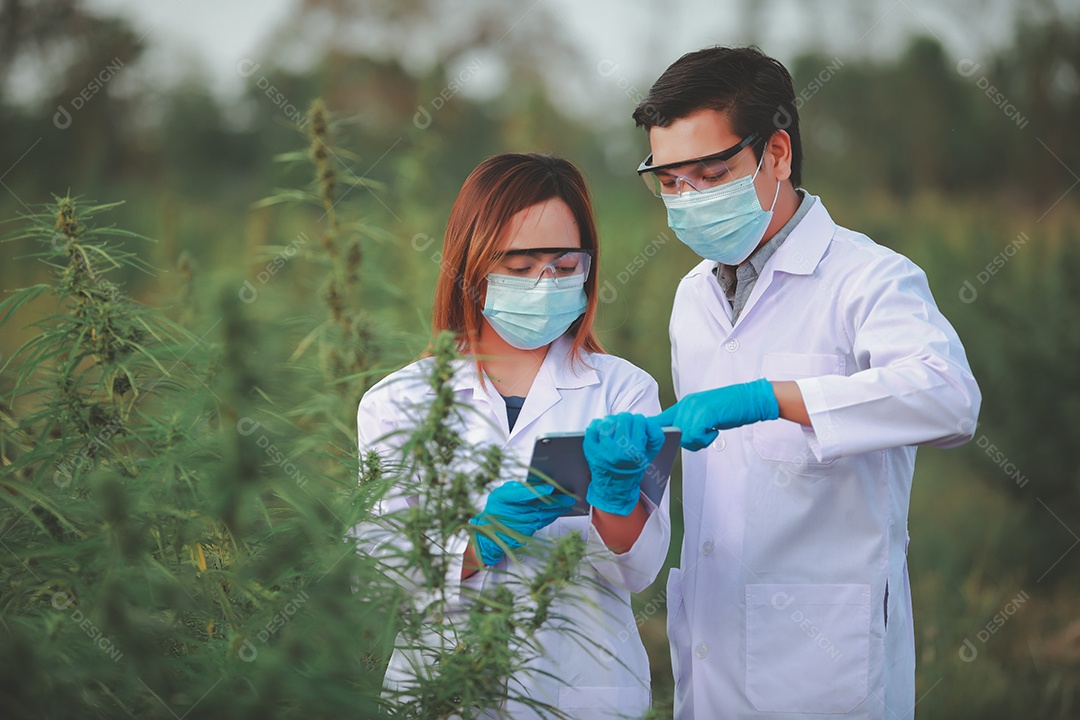 Cientista analisando cannabis