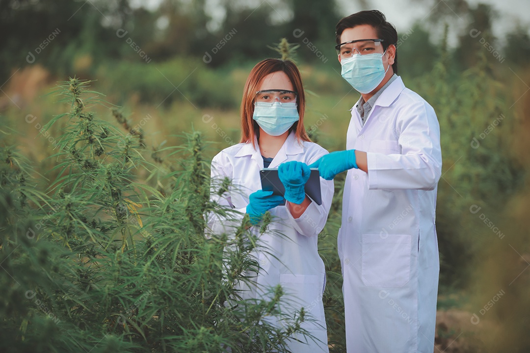 Cientista analisando cannabis