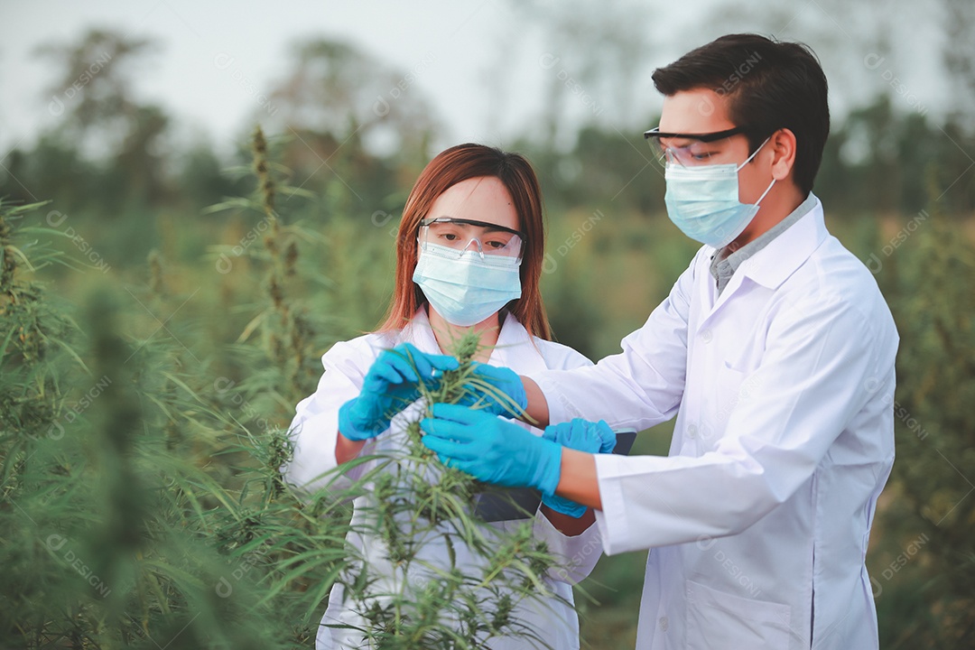 Cientista analisando cannabis