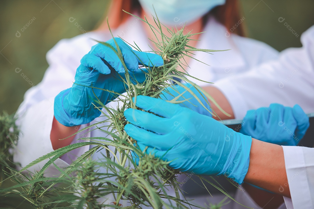 Cientista analisando cannabis