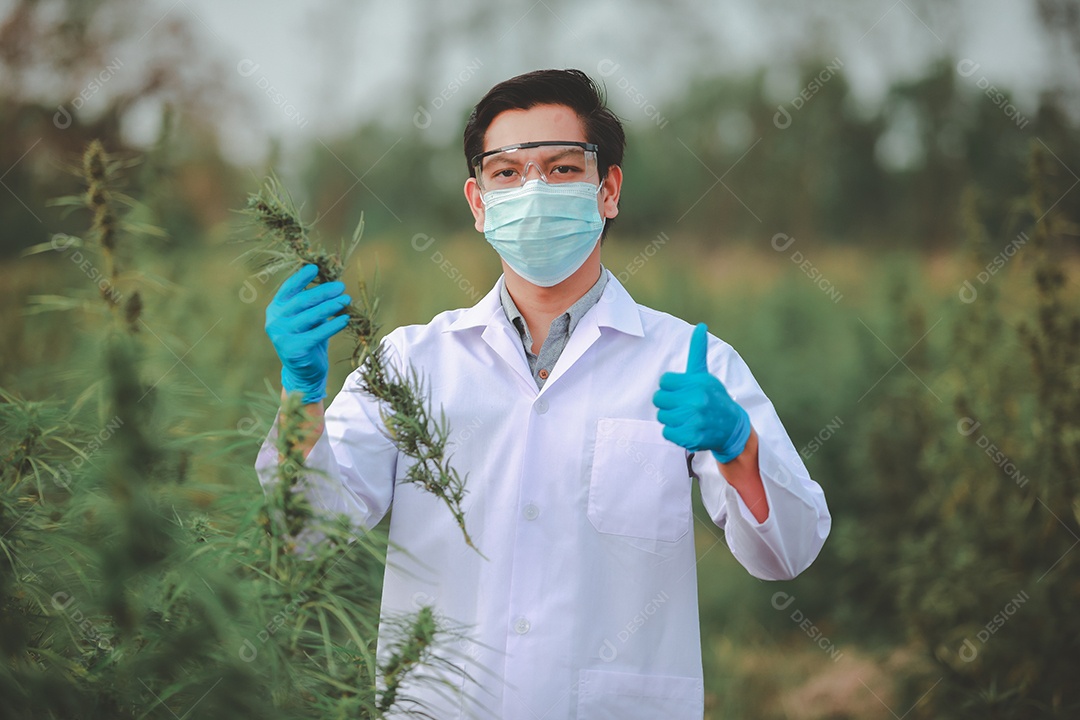 Cientista analisando cannabis