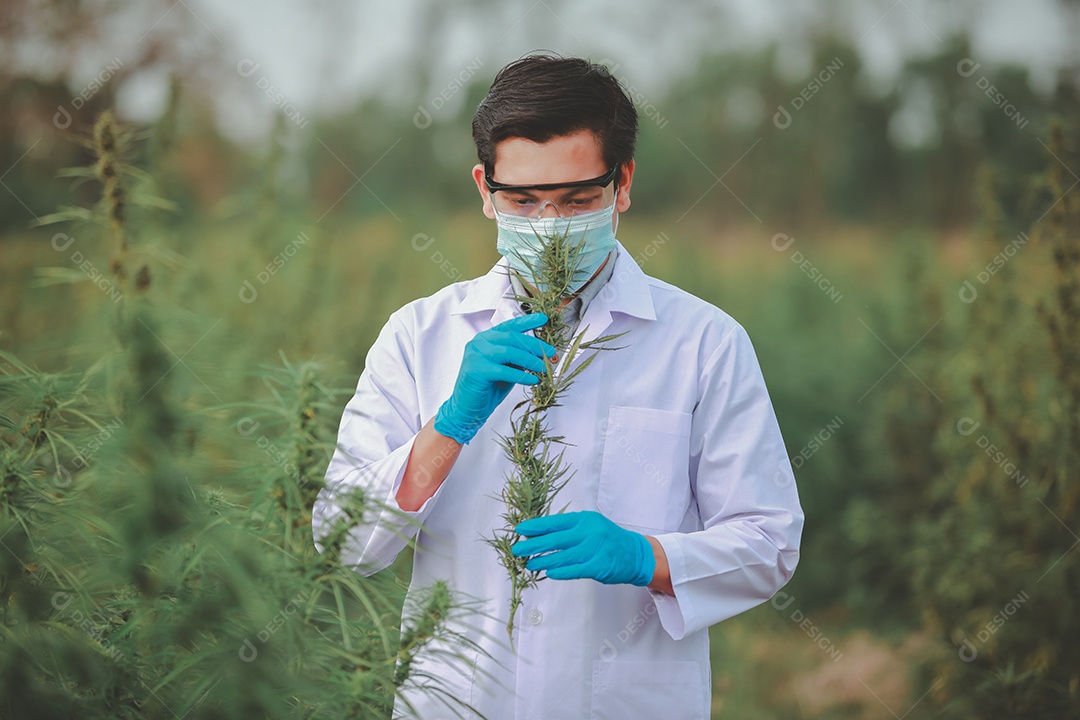 Cientista analisando cannabis