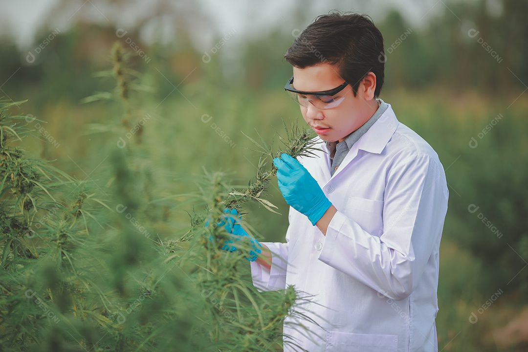 Cientista analisando cannabis
