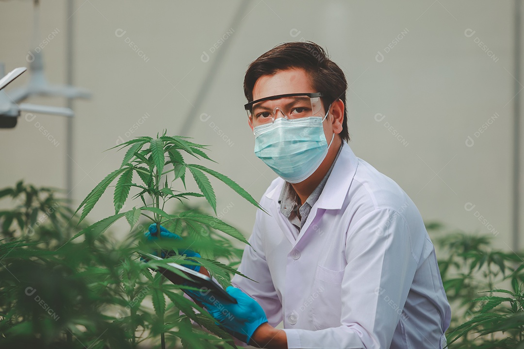 Cientista analisando cannabis