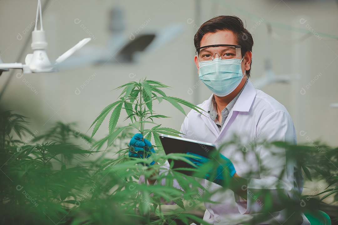 Cientista analisando cannabis