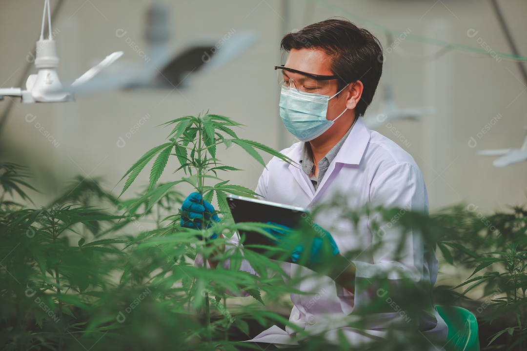 Cientista analisando cannabis