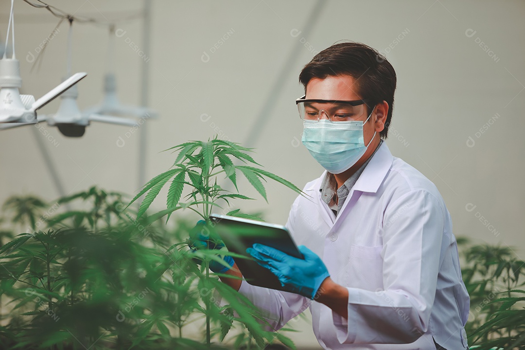 Cientista analisando cannabis