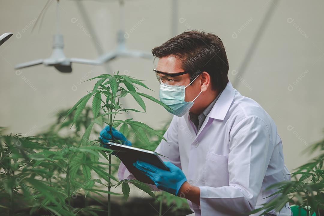 Cientista analisando cannabis