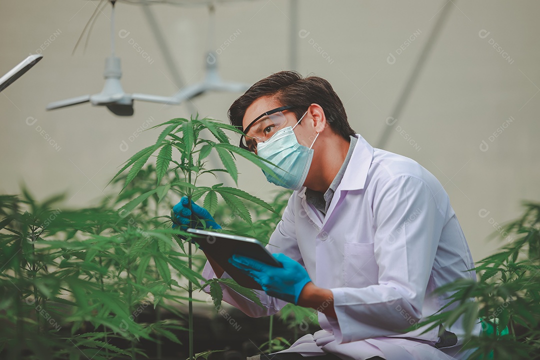 Cientista analisando cannabis