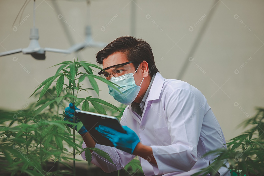 Cientista analisando cannabis