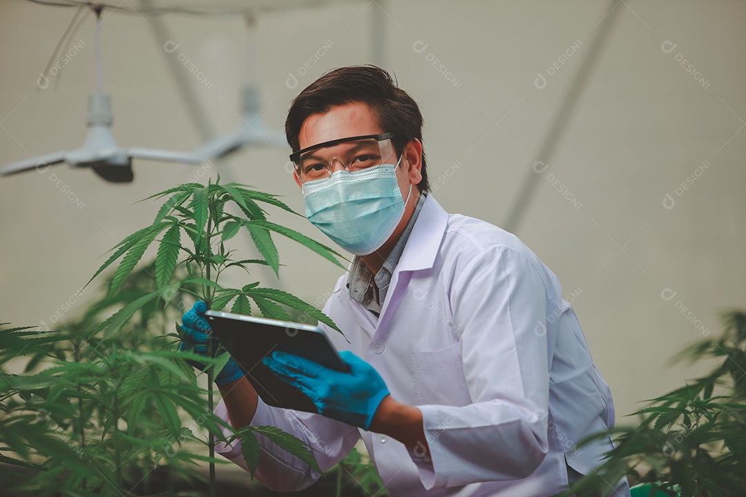Cientista analisando cannabis