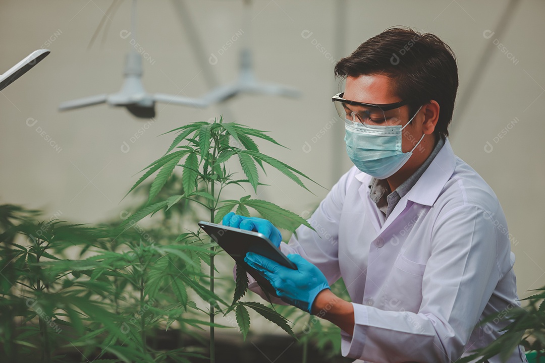 Cientista analisando cannabis