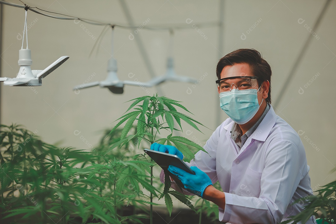 Cientista analisando cannabis