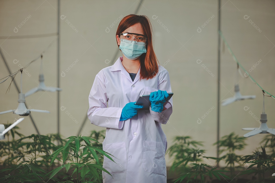 Cientista analisando cannabis