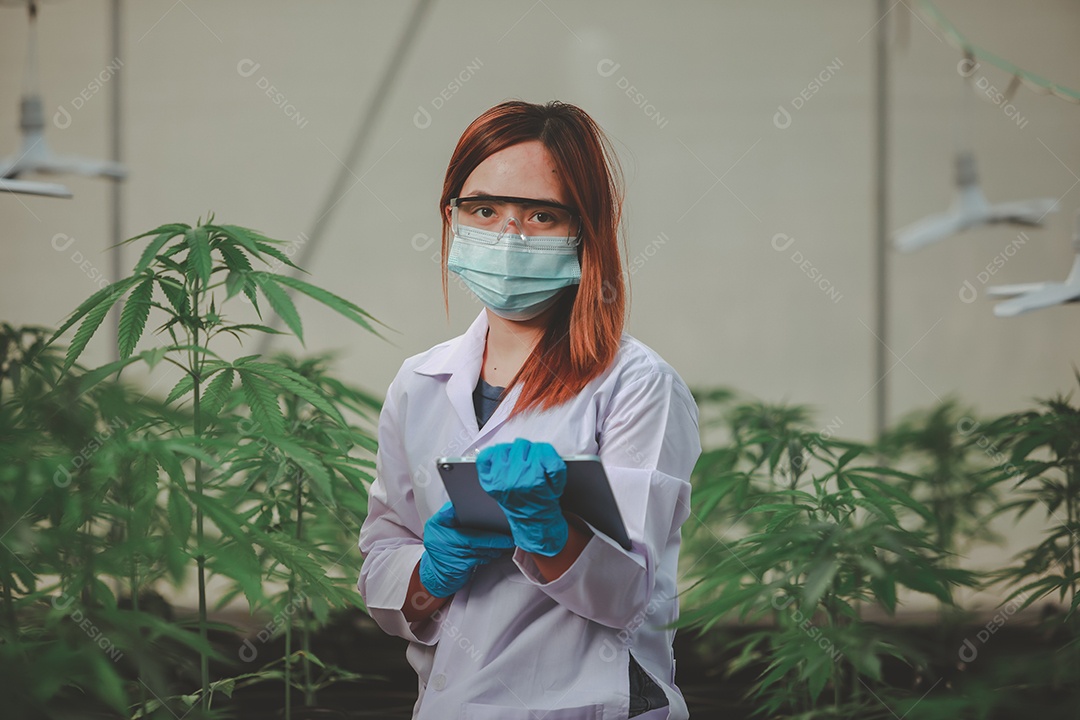 Cientista analisando cannabis