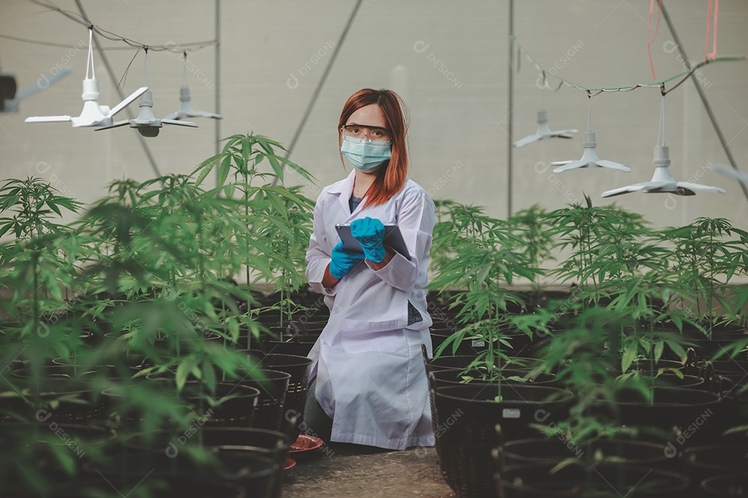 Cientista analisando cannabis