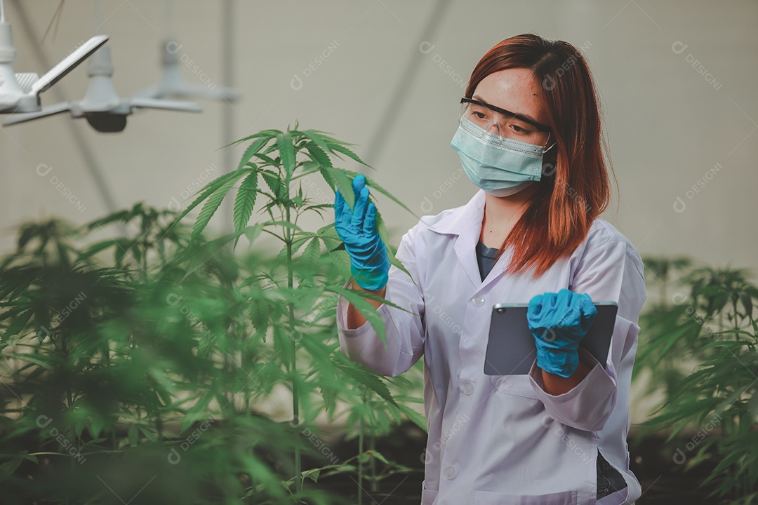 Cientista analisando cannabis