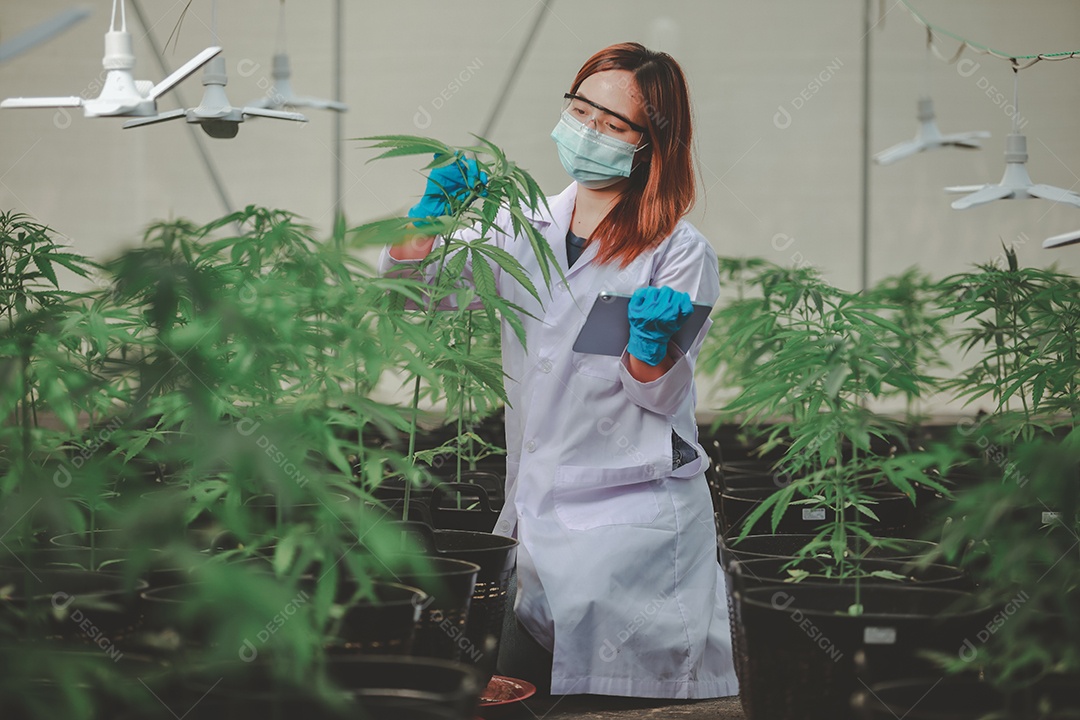 Cientista analisando cannabis