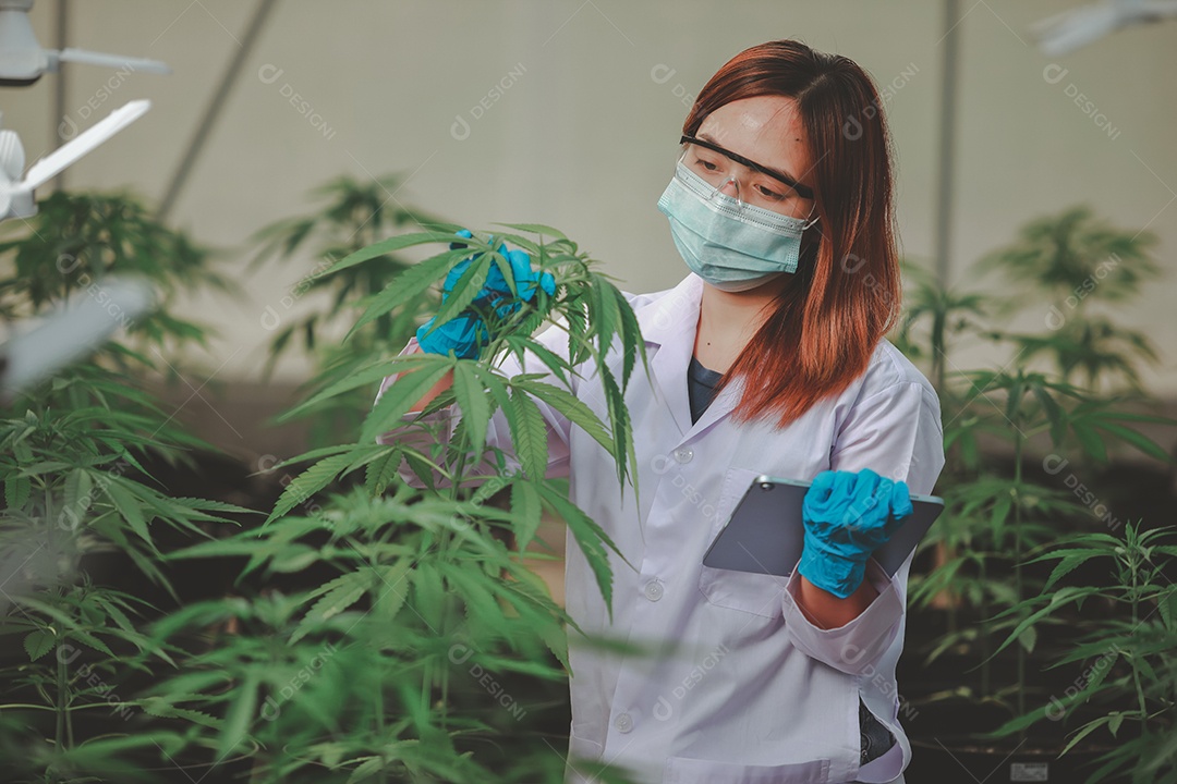 Cientista analisando cannabis