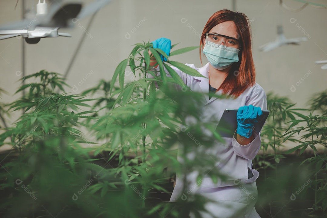 Cientista analisando cannabis