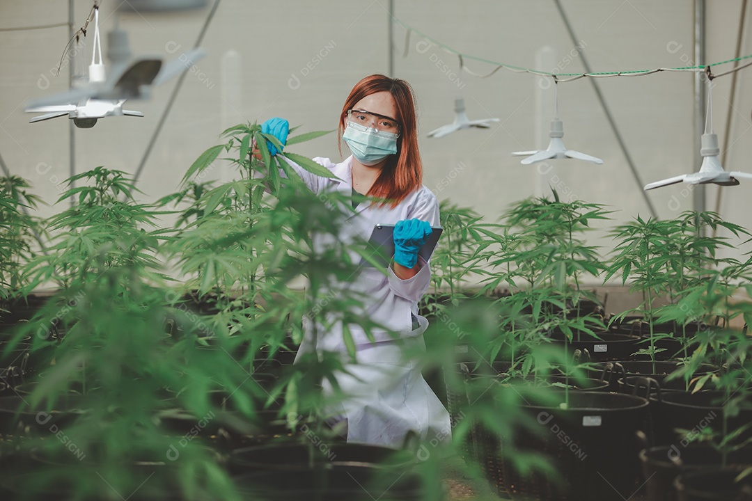 Cientista analisando cannabis
