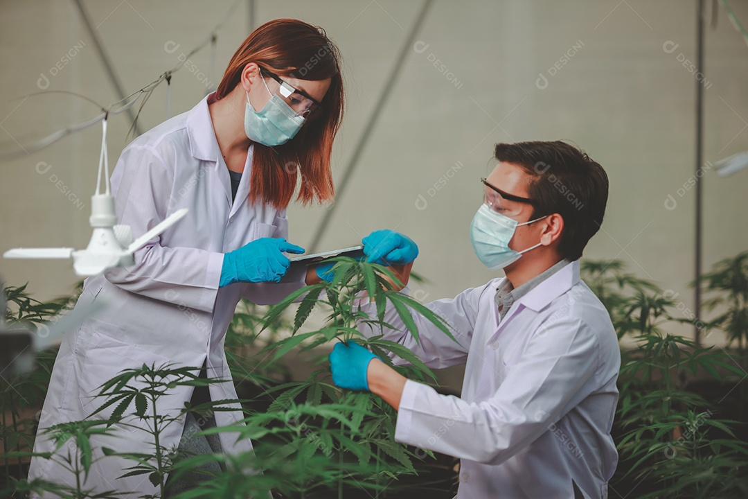 Cientistas analisando cannabis