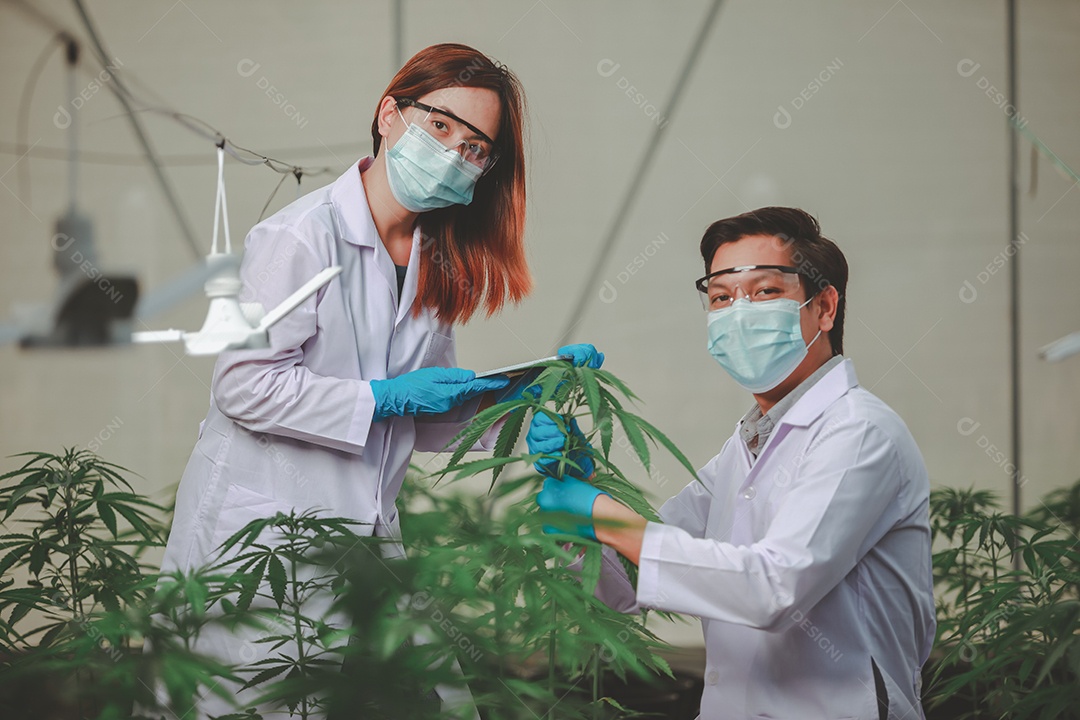 Cientistas analisando cannabis