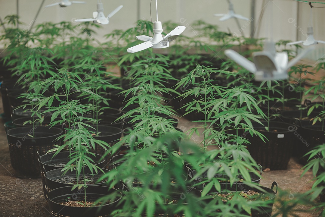 Plantio de maconha cannabis