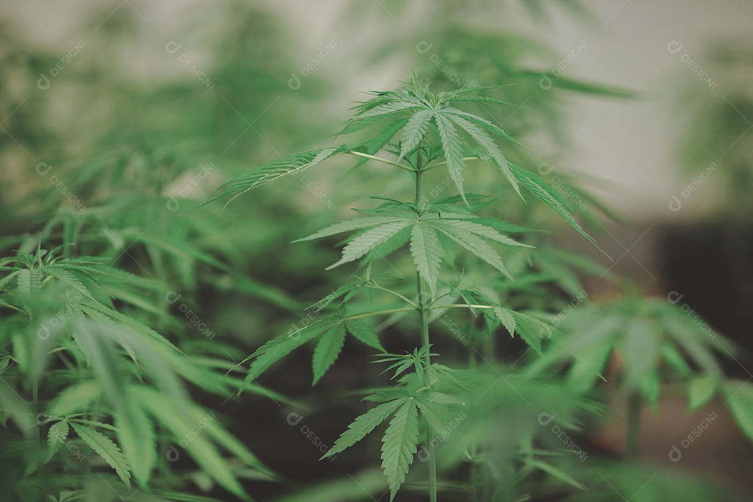 Plantio de maconha cannabis