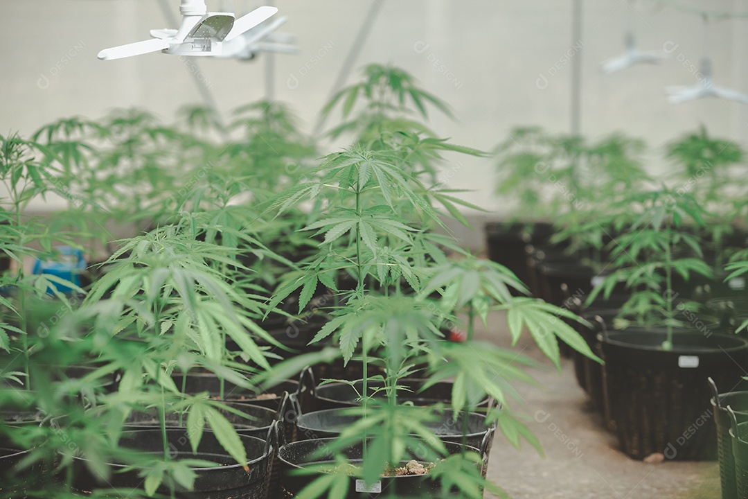 Plantio de maconha cannabis