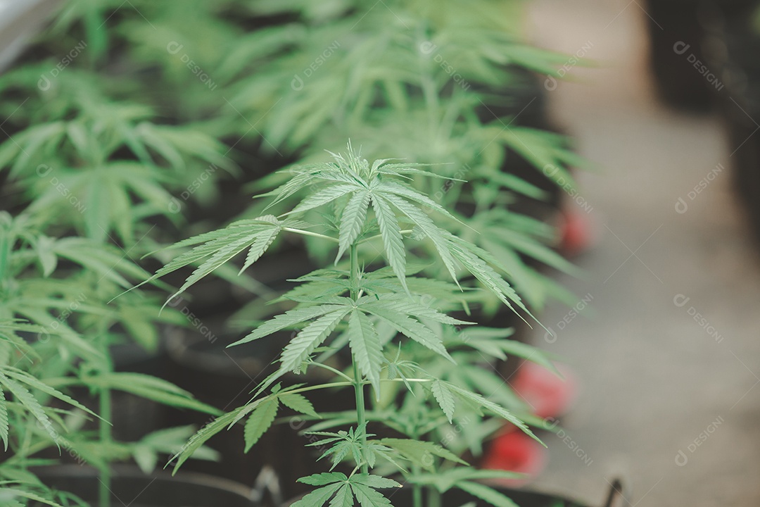 Plantio de maconha cannabis