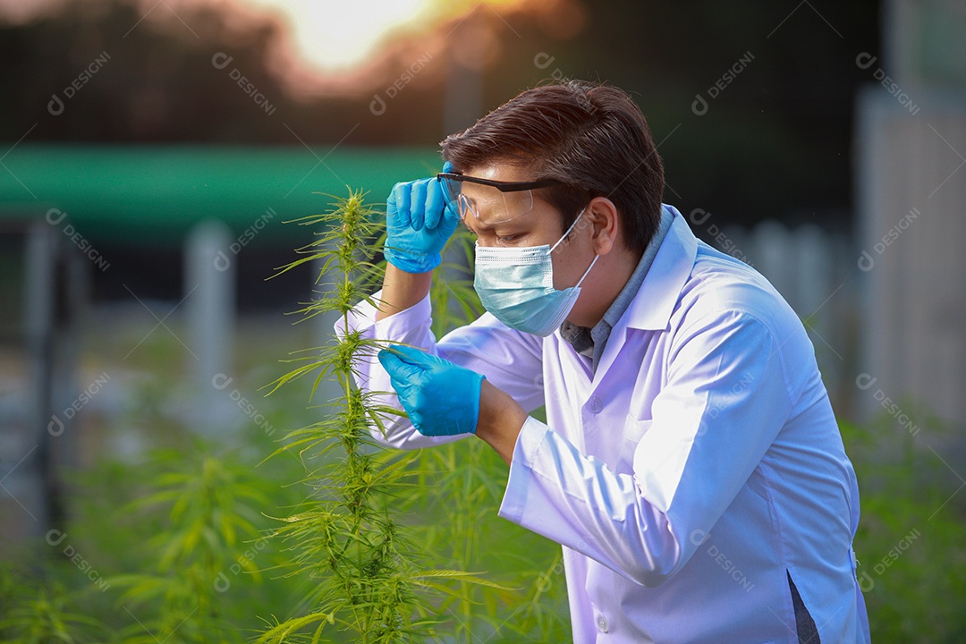 Cientista analisando cannabis